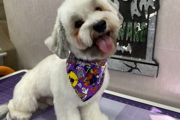 Here all dogs are vip