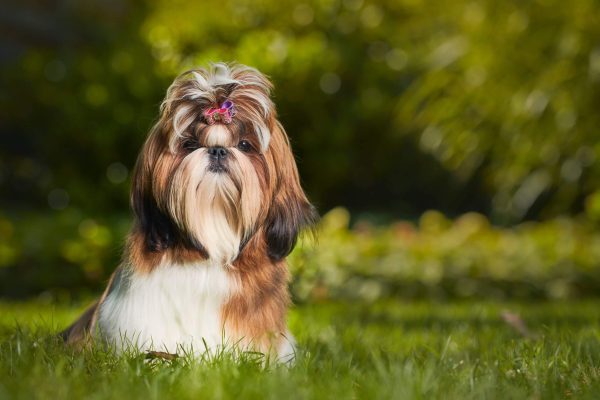 Puppy Lux Mobile (2) (1)